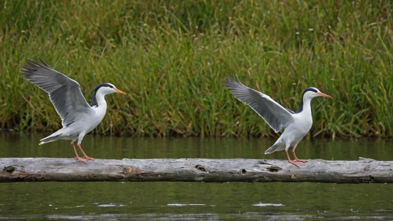 Østfold dyreliv, reiseguide, naturopplevelser, lokal mat, pakkeliste